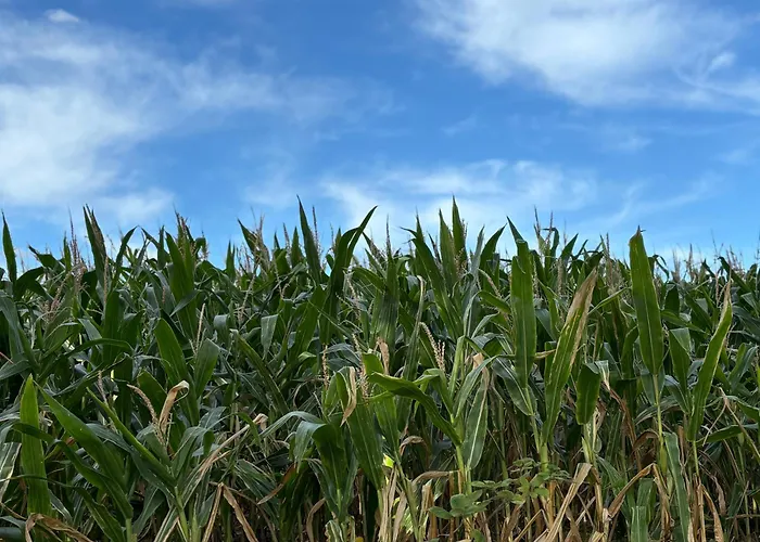 Schoene Maisonette-wohnung In Ruhiger Lage *